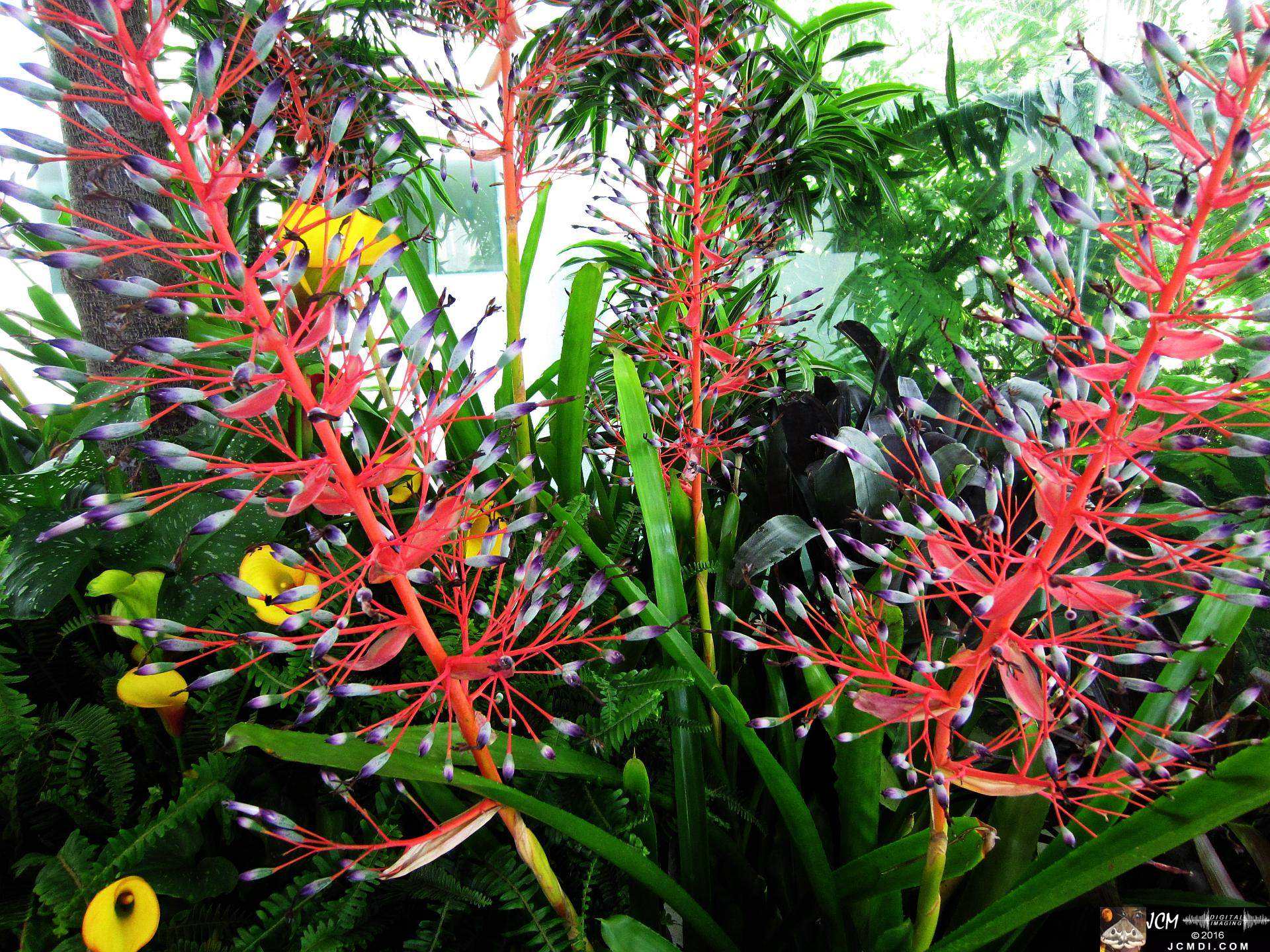 Como Zoo conservatory, MN flowers close up